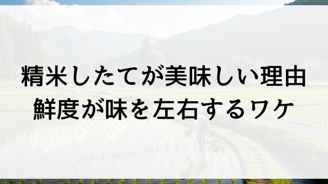 精米したてが美味しい理由【鮮度が味を左右するワケ】
