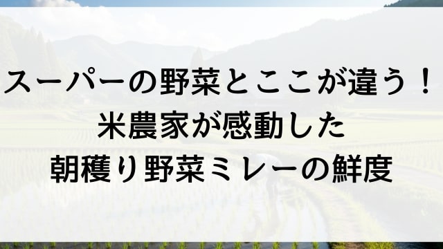 スーパーの野菜とここが違う！米農家が感動した朝穫り野菜ミレーの鮮度