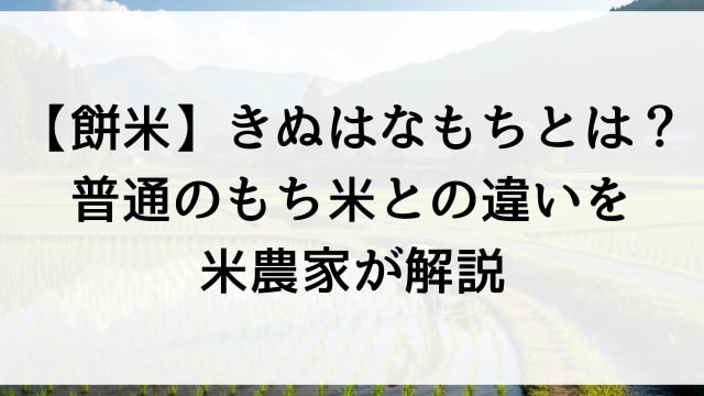 【餅米】きぬはなもちとは？普通のもち米との違いを米農家が解説
