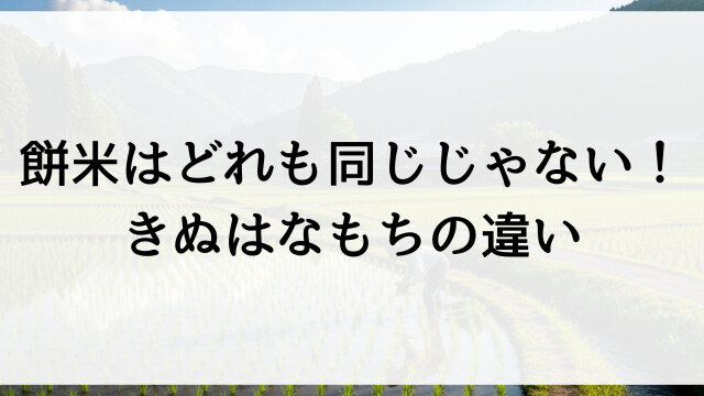 餅米はどれも同じじゃない！きぬはなもちの違い【栃木県佐野市お米の通販・直販】