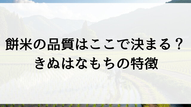 餅米の品質はここで決まる？きぬはなもちの特徴【栃木県佐野市の米農家直送】